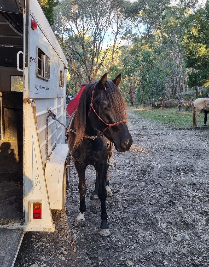 Romeo out on trail