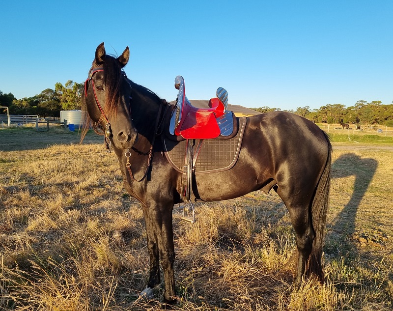 Romeo with warsaddle