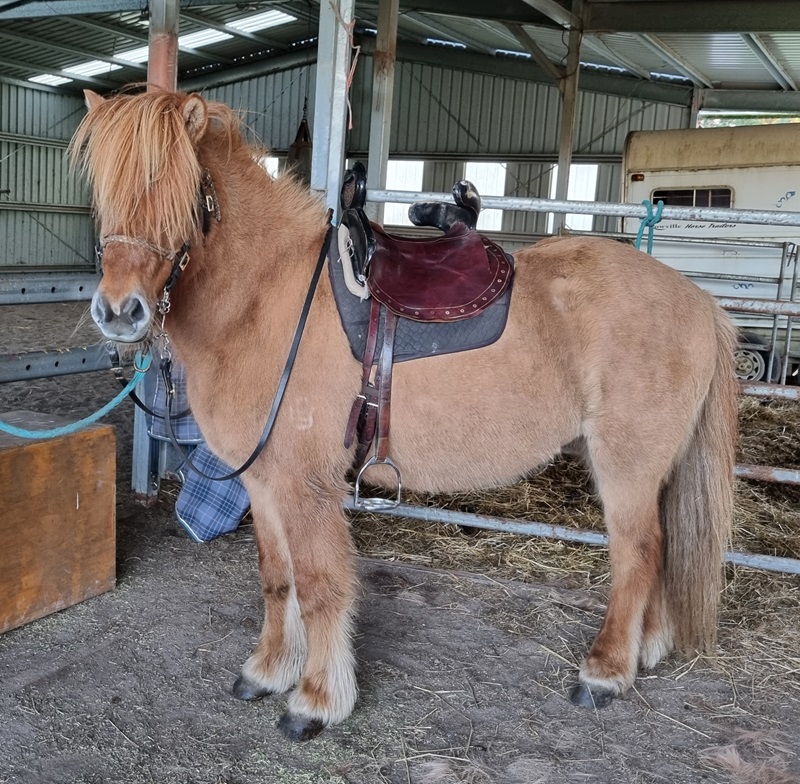 warsaddle