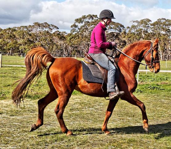 Narrawin Stud